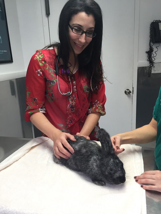 Information, Staten Island Veterinary Group, NY, New Jersey